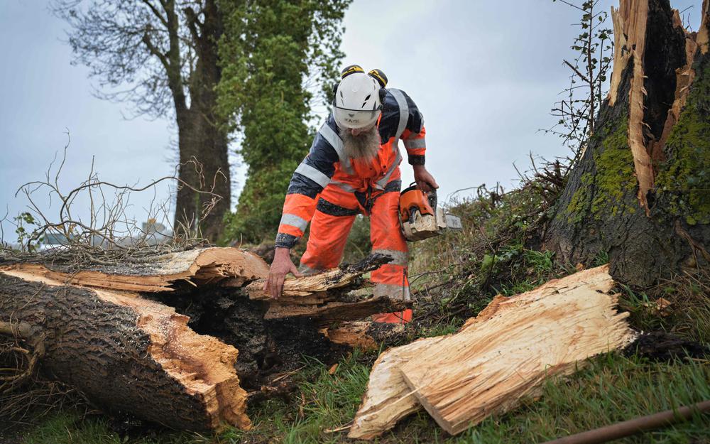 découvrez comment un arbre acheté à seulement 20 € peut engendrer jusqu'à 15 000 € de dégâts, et apprenez à éviter ces risques coûteux.
