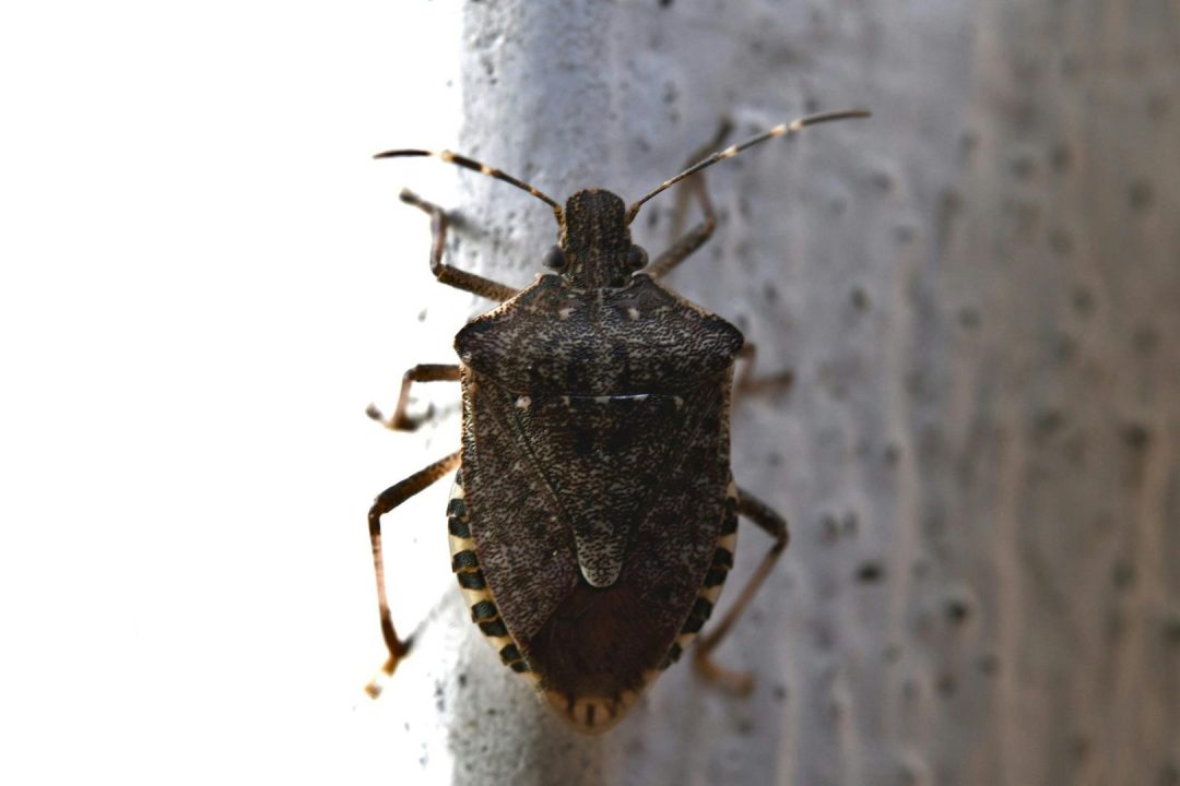 découvrez comment l'assurance habitation prend en charge les infestations de punaises de lit et les défis à relever pour protéger votre logement efficacement.